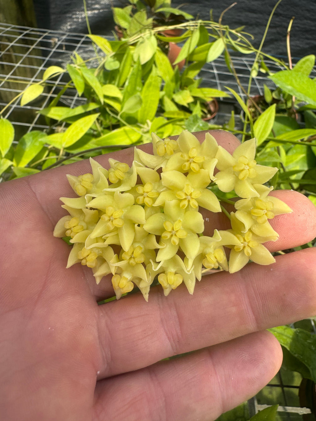 Hoya Hypolasia