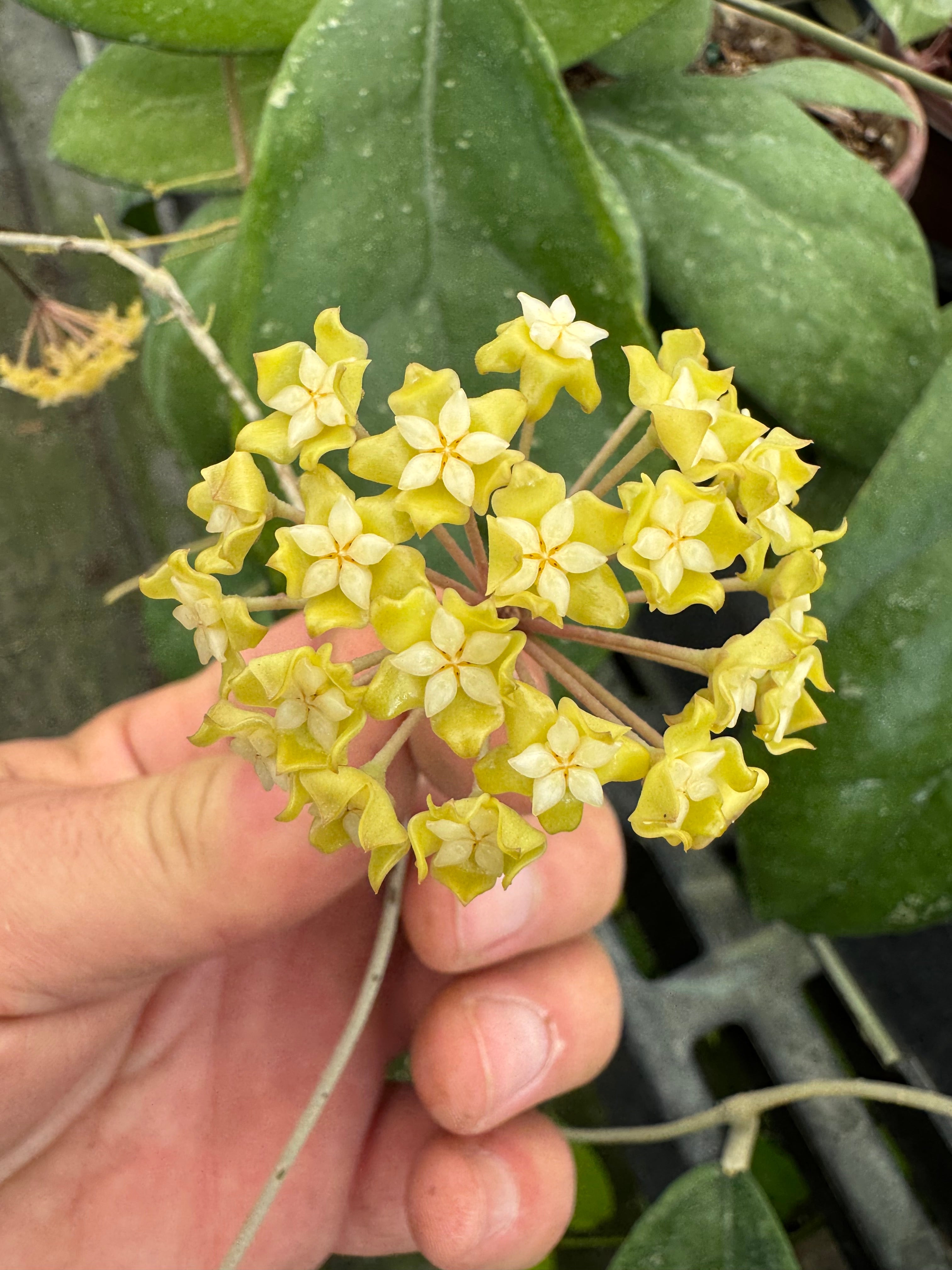 Hoya Cikidang