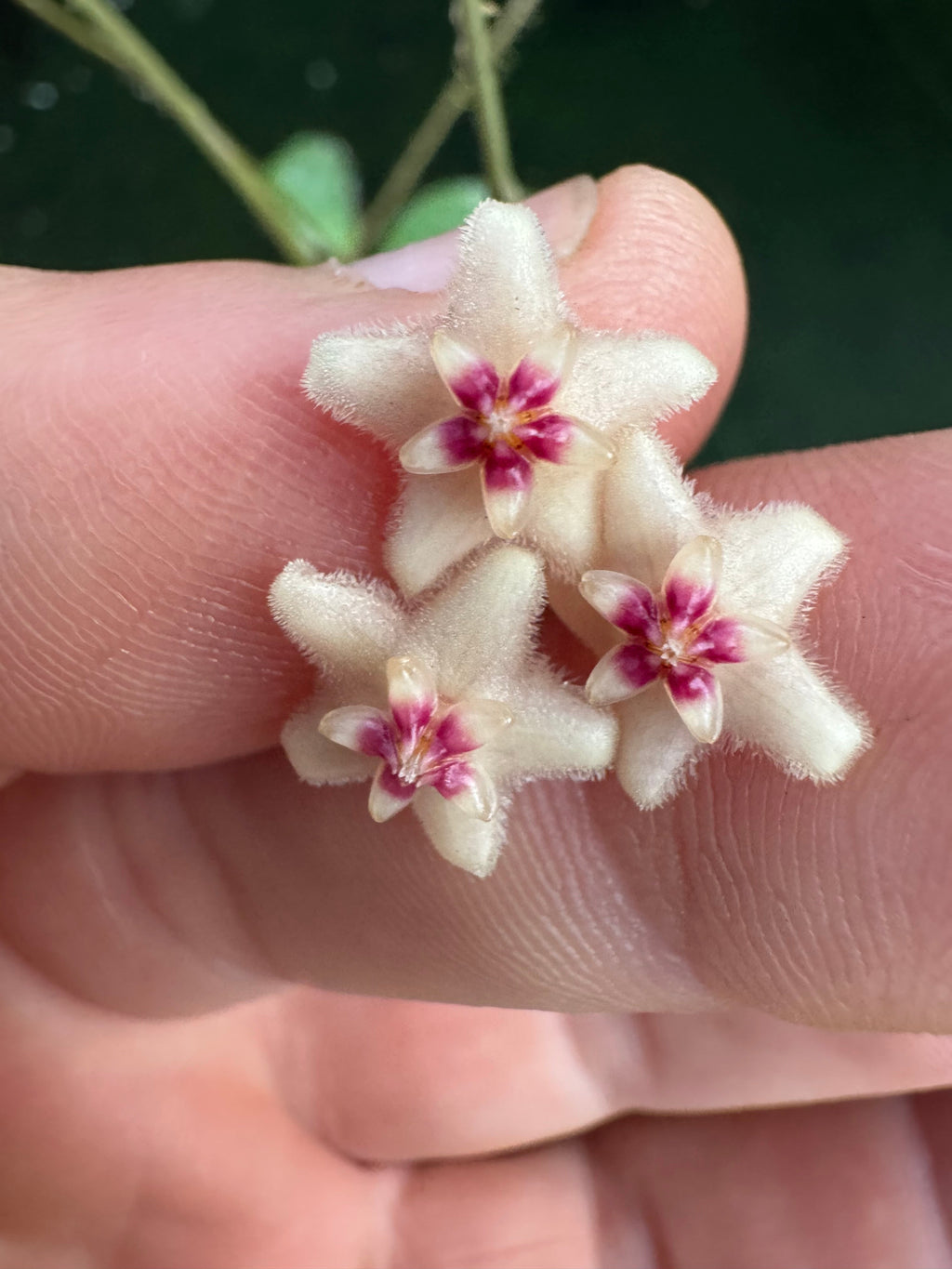 Hoya Collina NOID