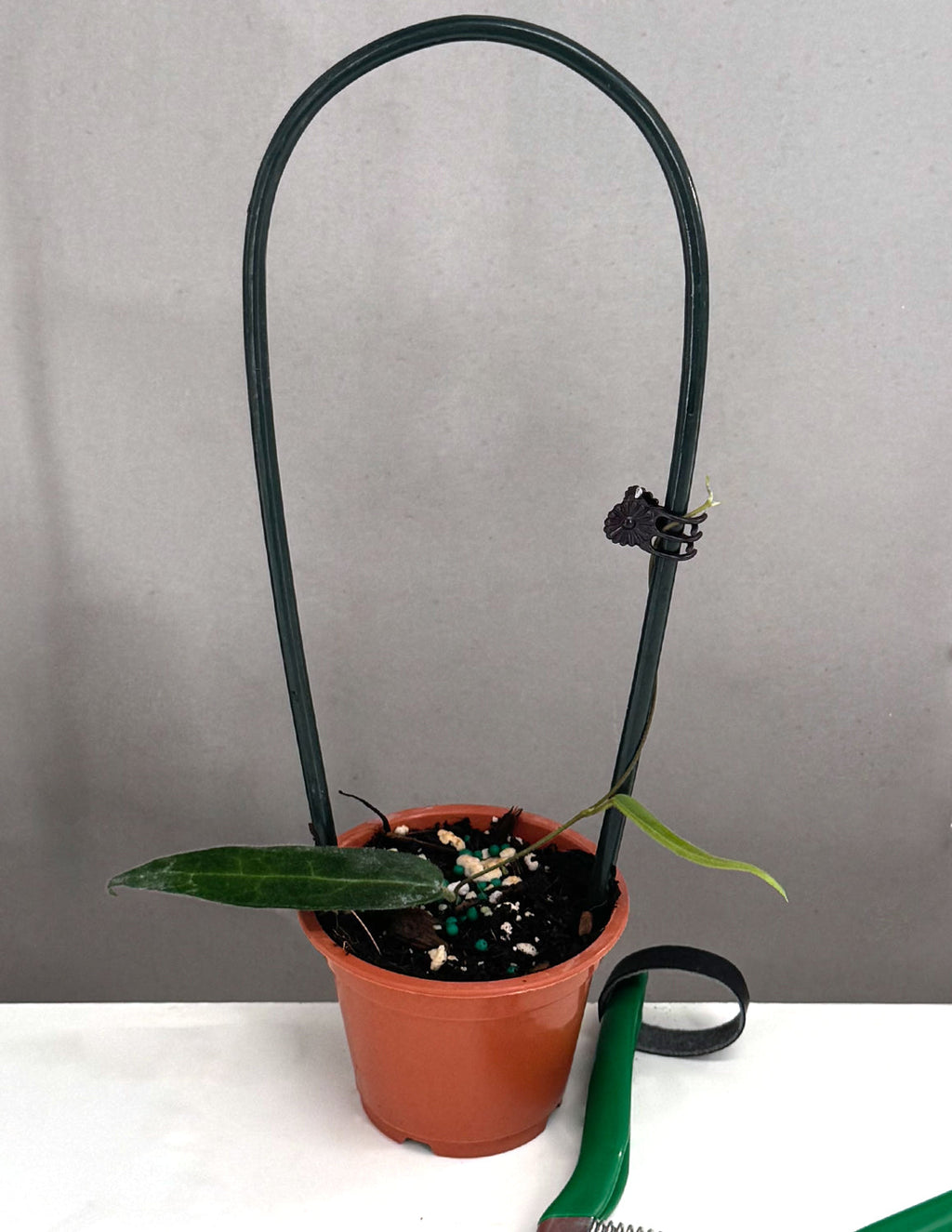 Hoya Hypolasia - Plant Proper - 3" Pot