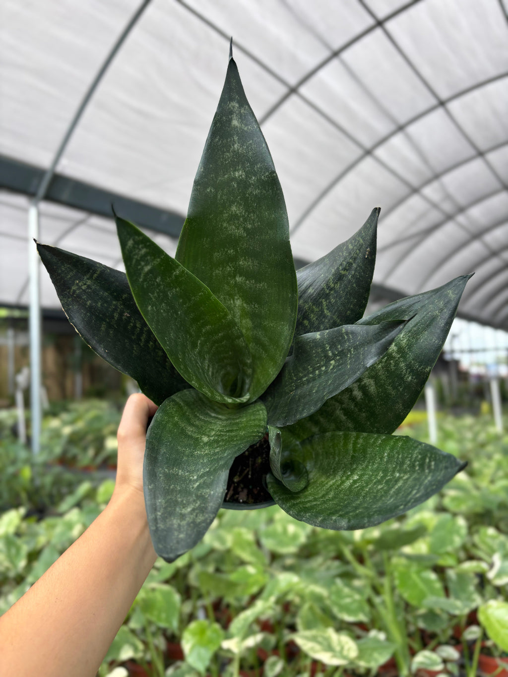 Sansevieria Black Coral