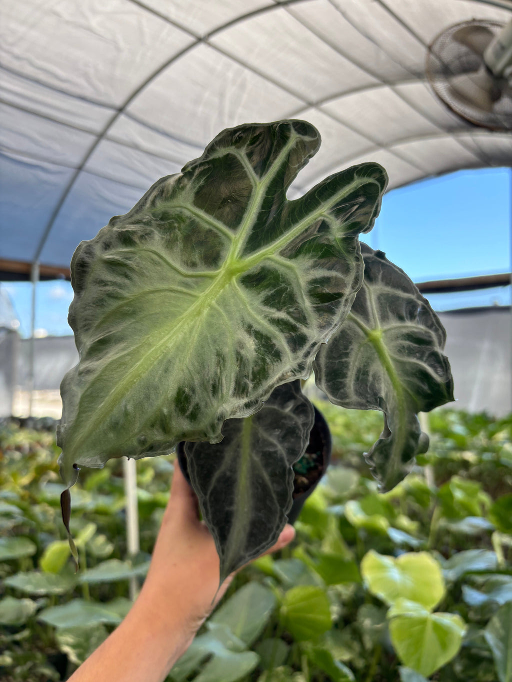 Alocasia Venom