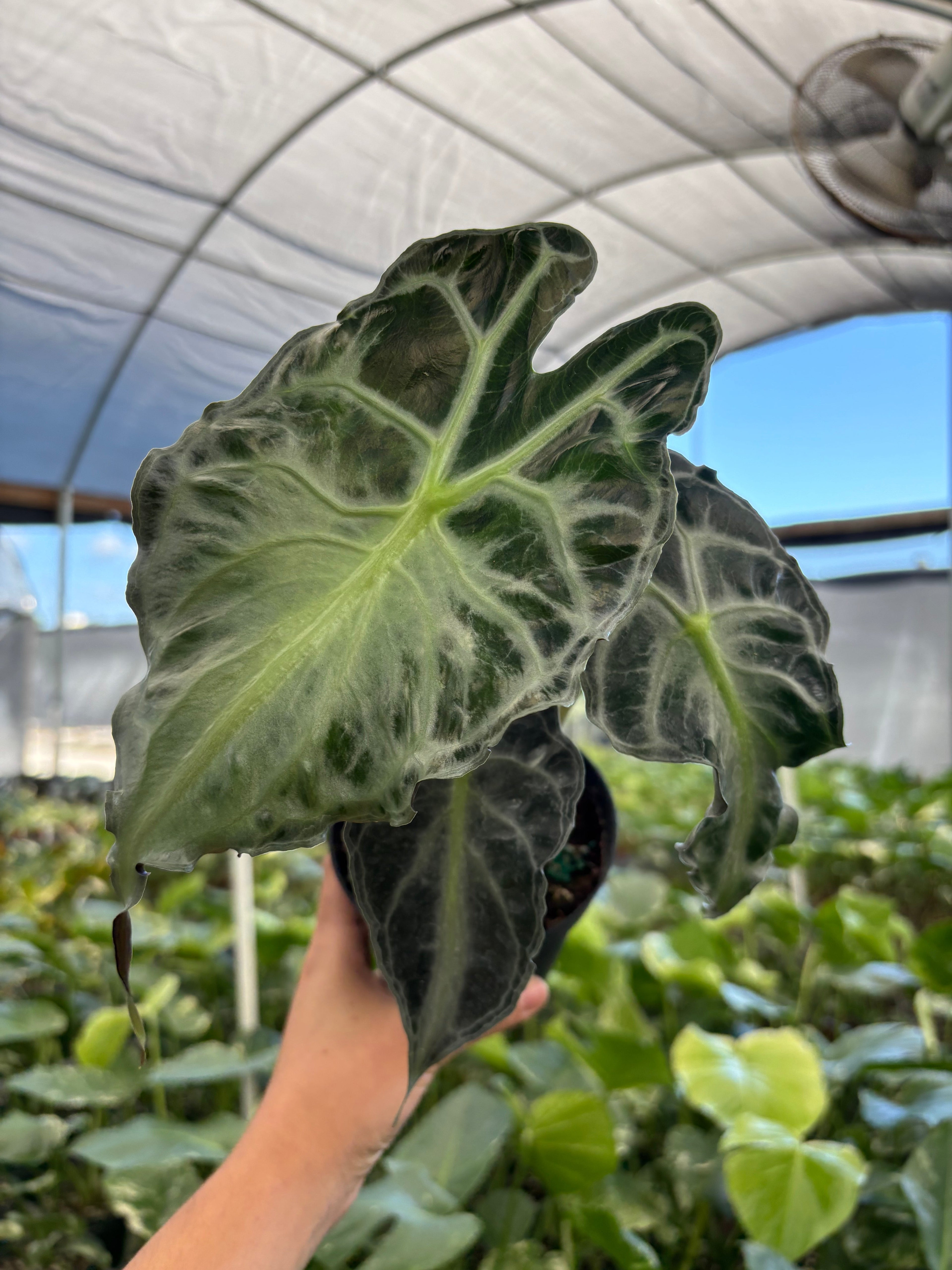 Alocasia Venom