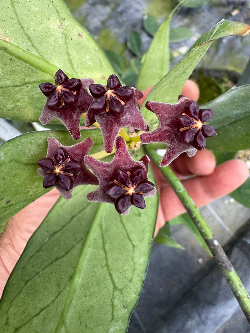 Hoya Lobbii Black