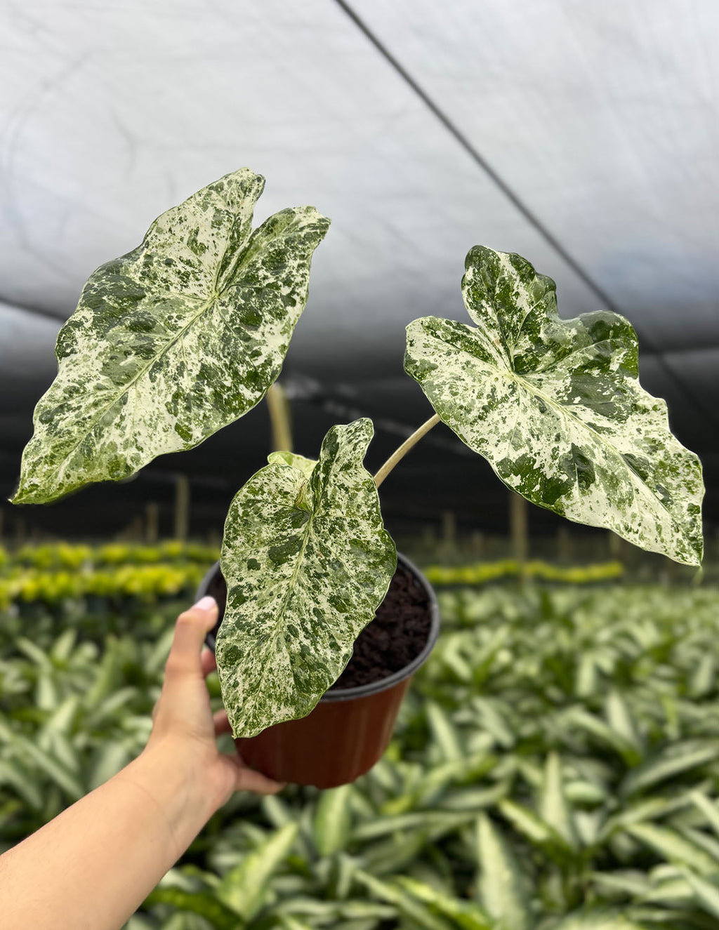 Alocasia Odora Batik