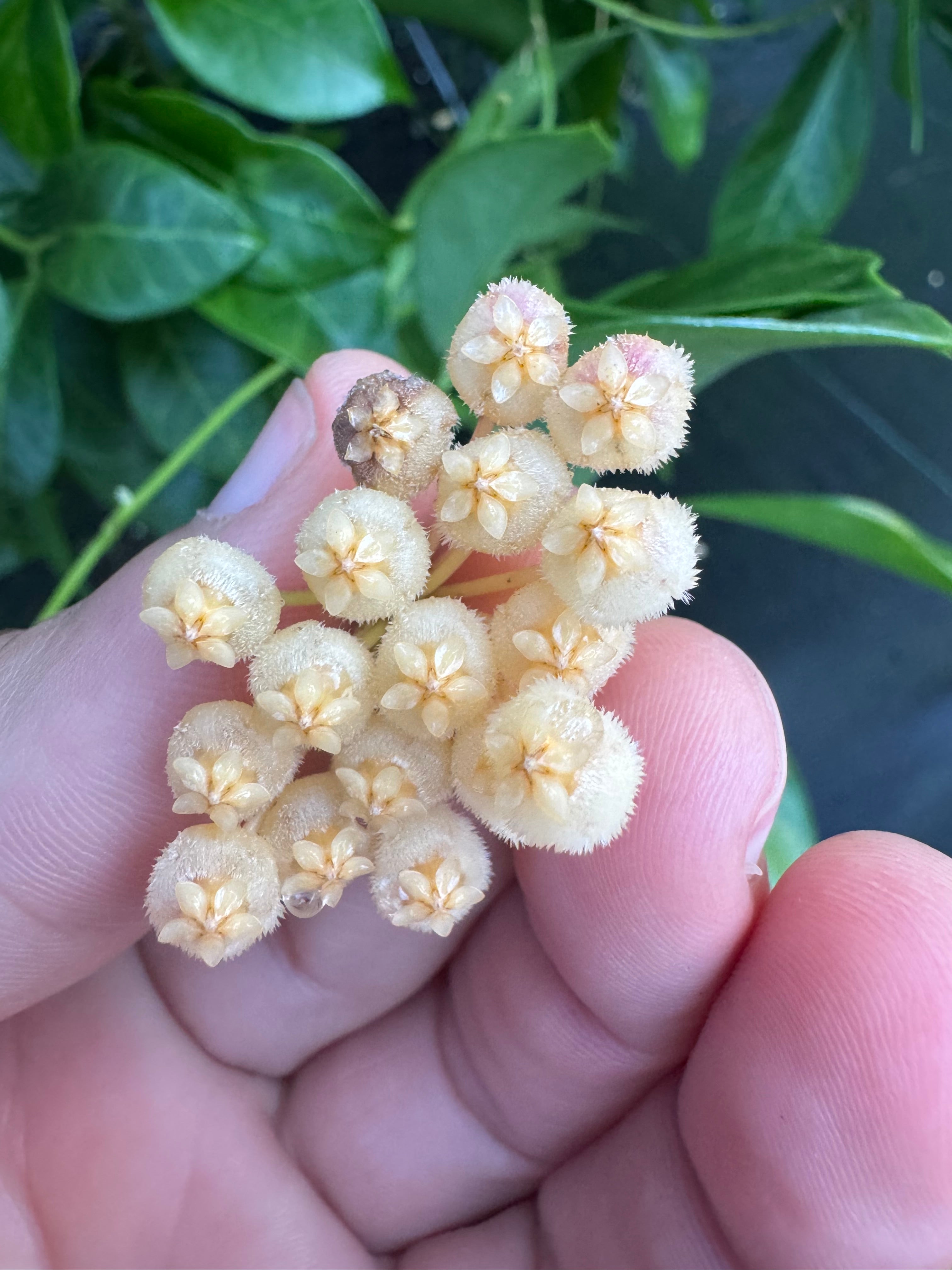 Hoya Obscura