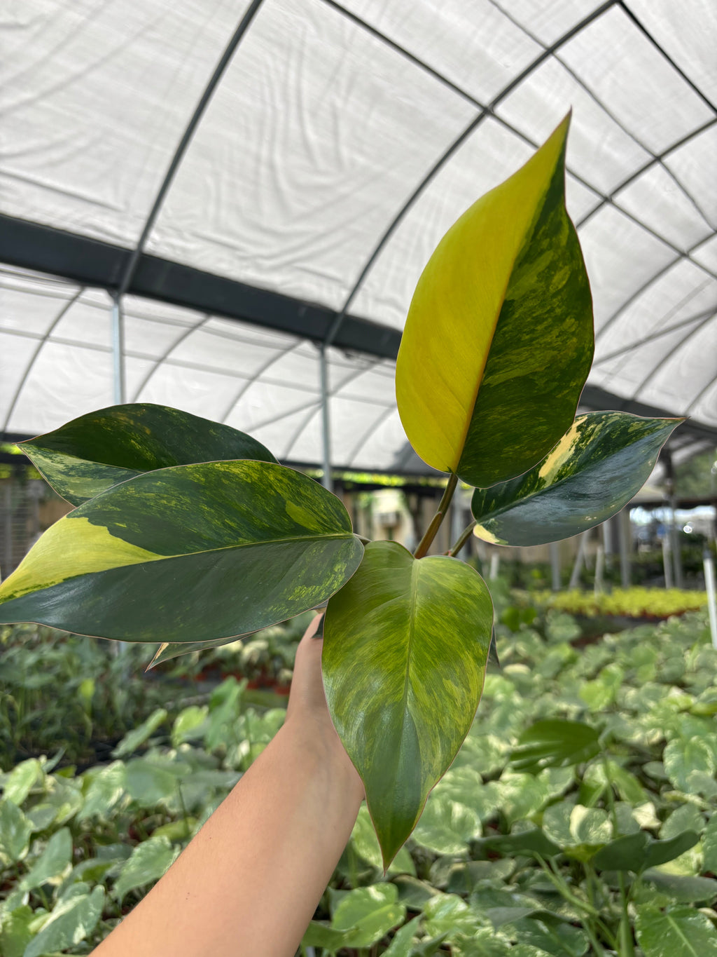Philodendron Red Congo Variegated