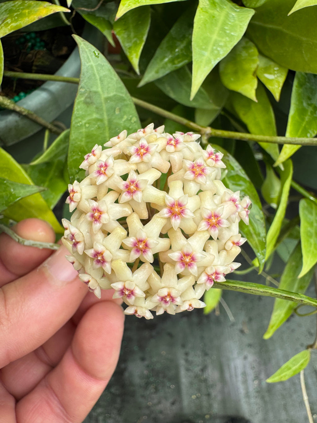 Hoya Pallida Bogor