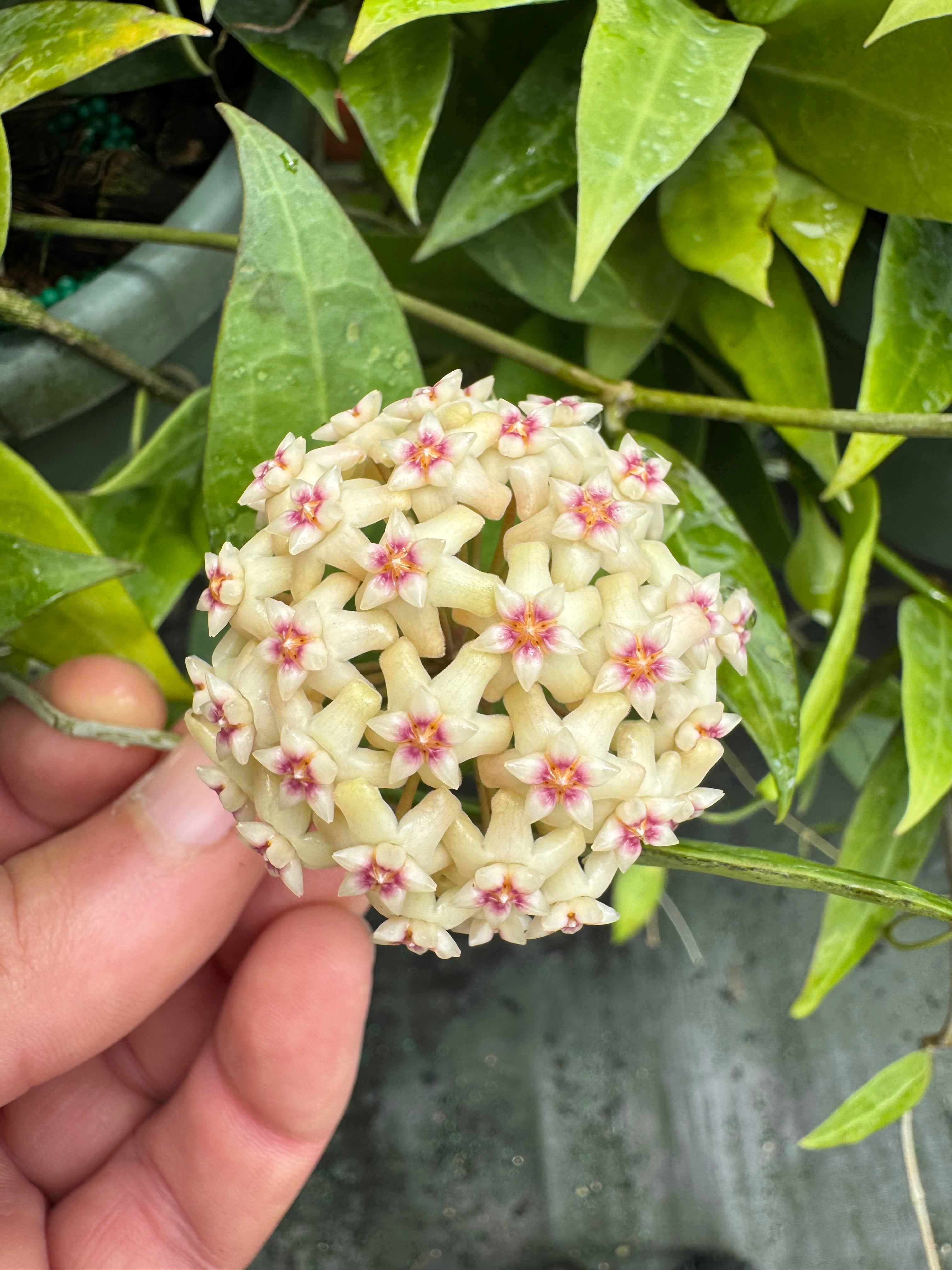 Hoya Pallida Bogor