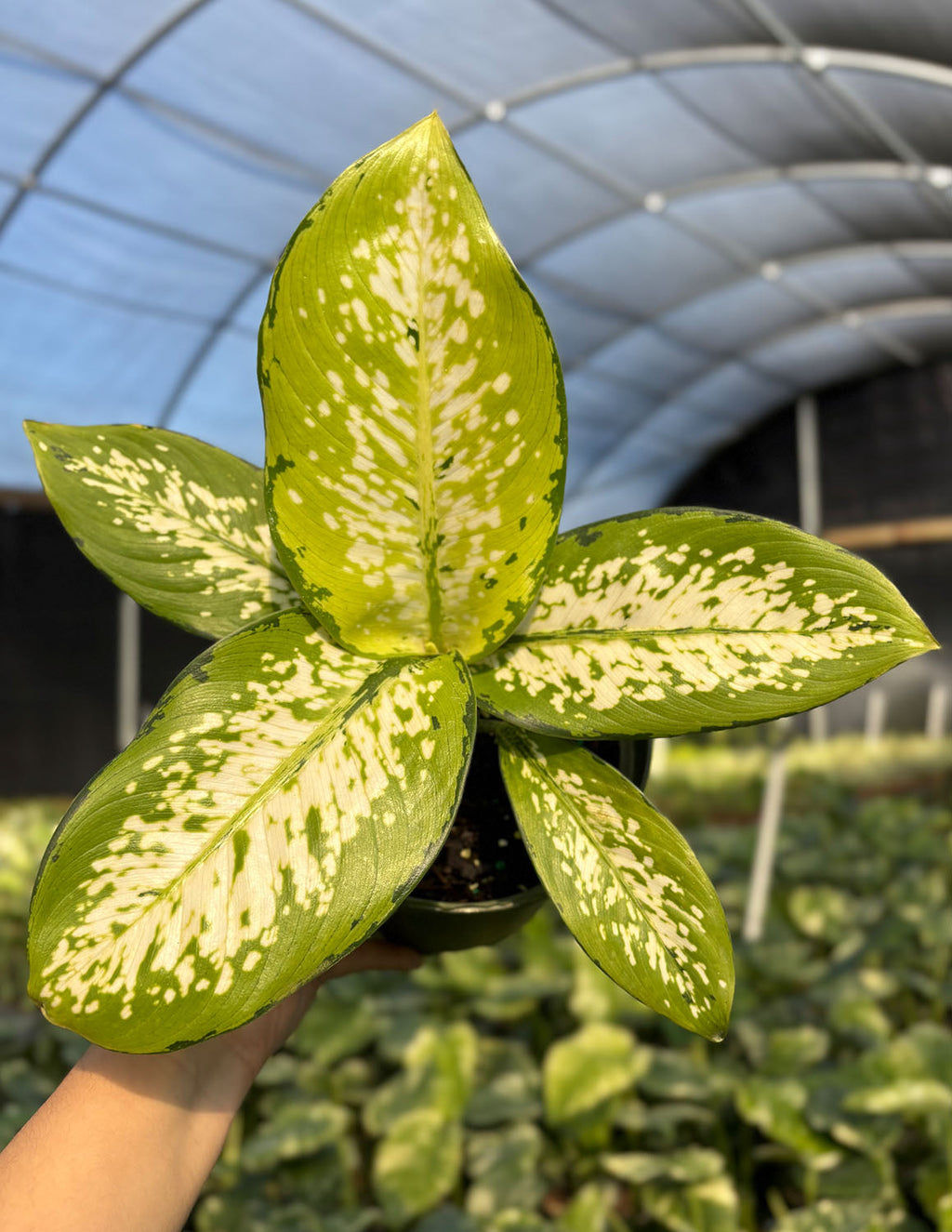 Dieffenbachia Delilah