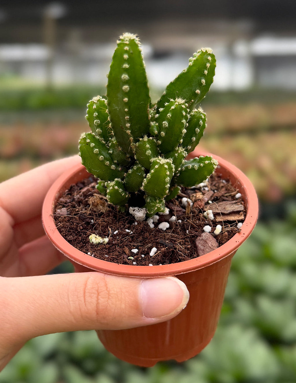 Fairy Castle Cactus