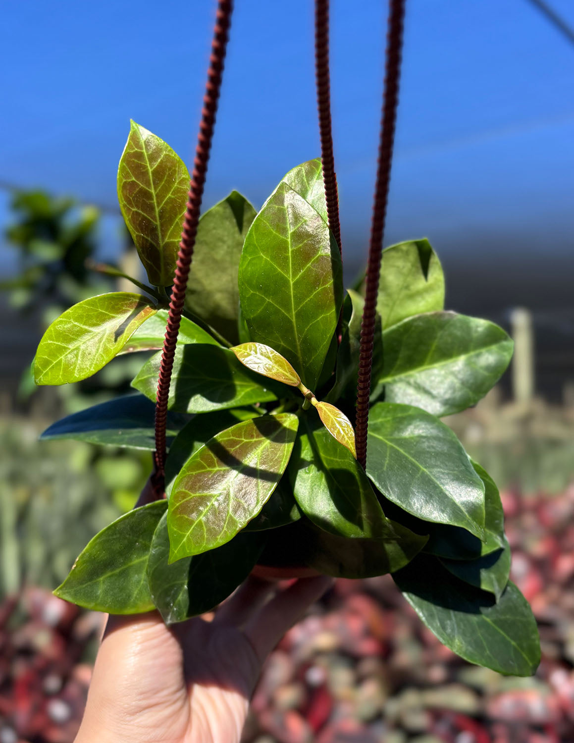 Hoya Obscura