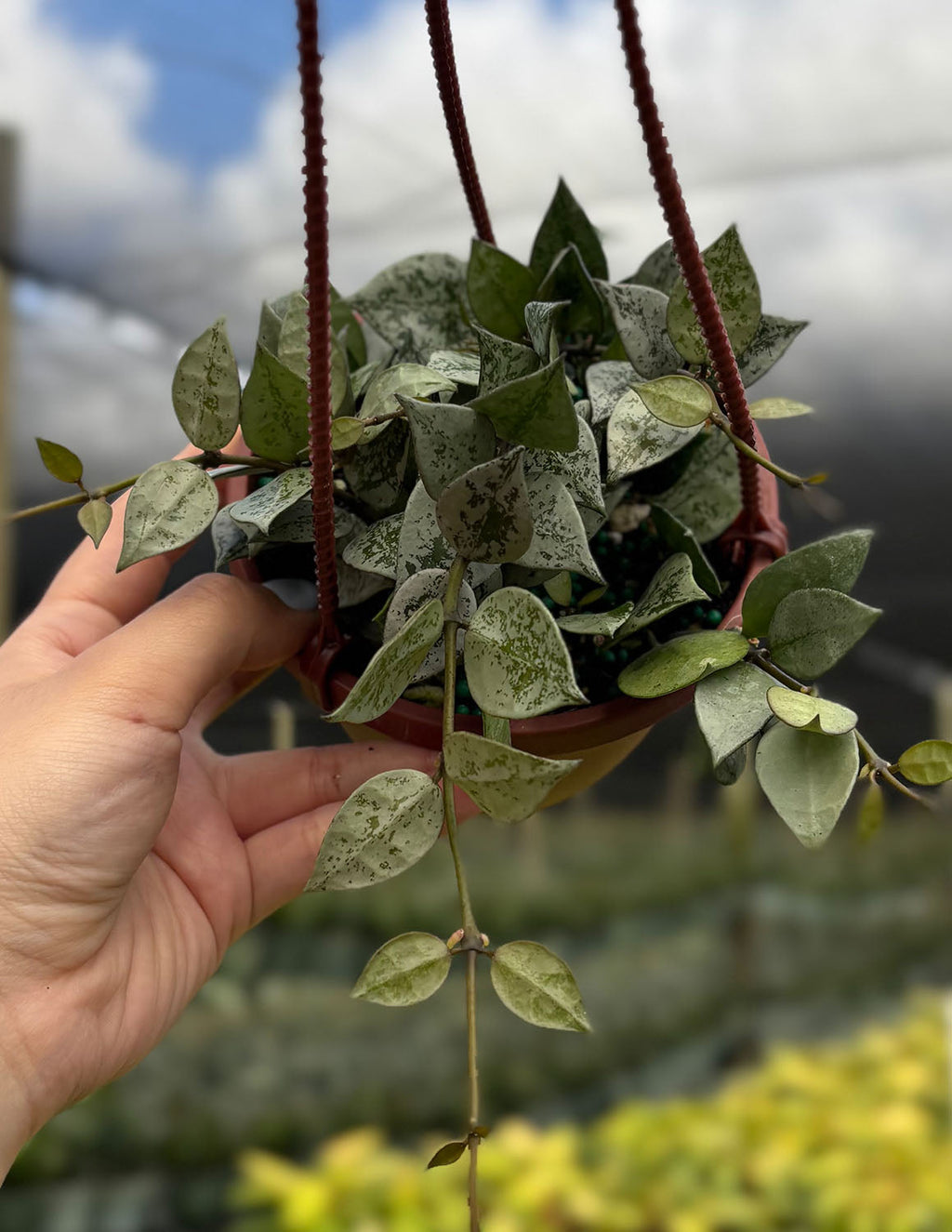 Hoya Krohniana Silver Splash