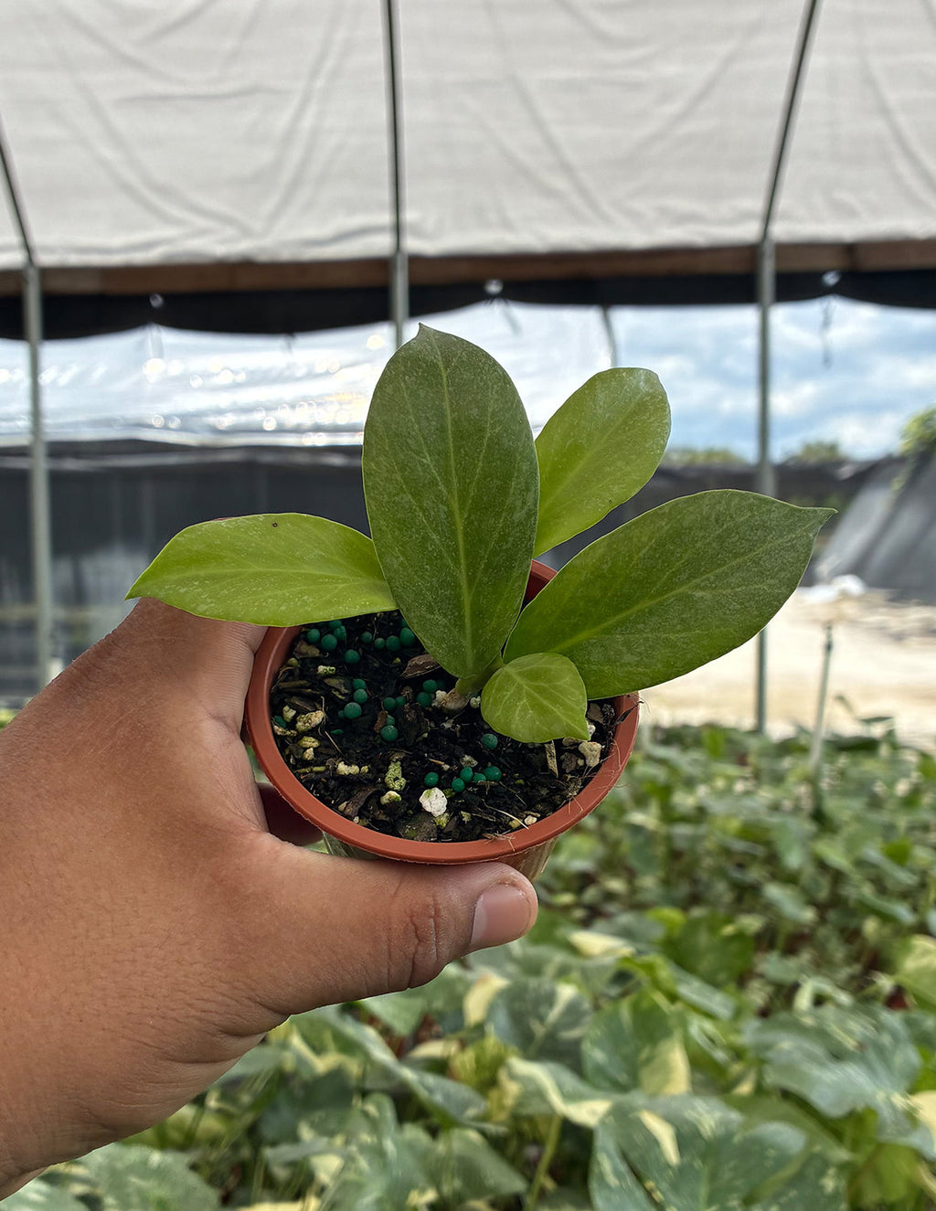 Hoya Obscura Silver