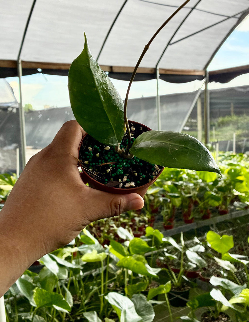 Hoya Verticillata Tanggamus