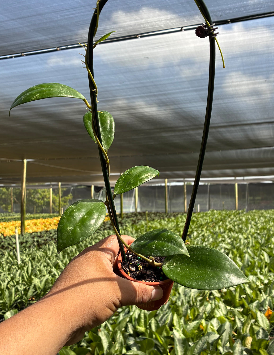Hoya Jennifer x Unknown