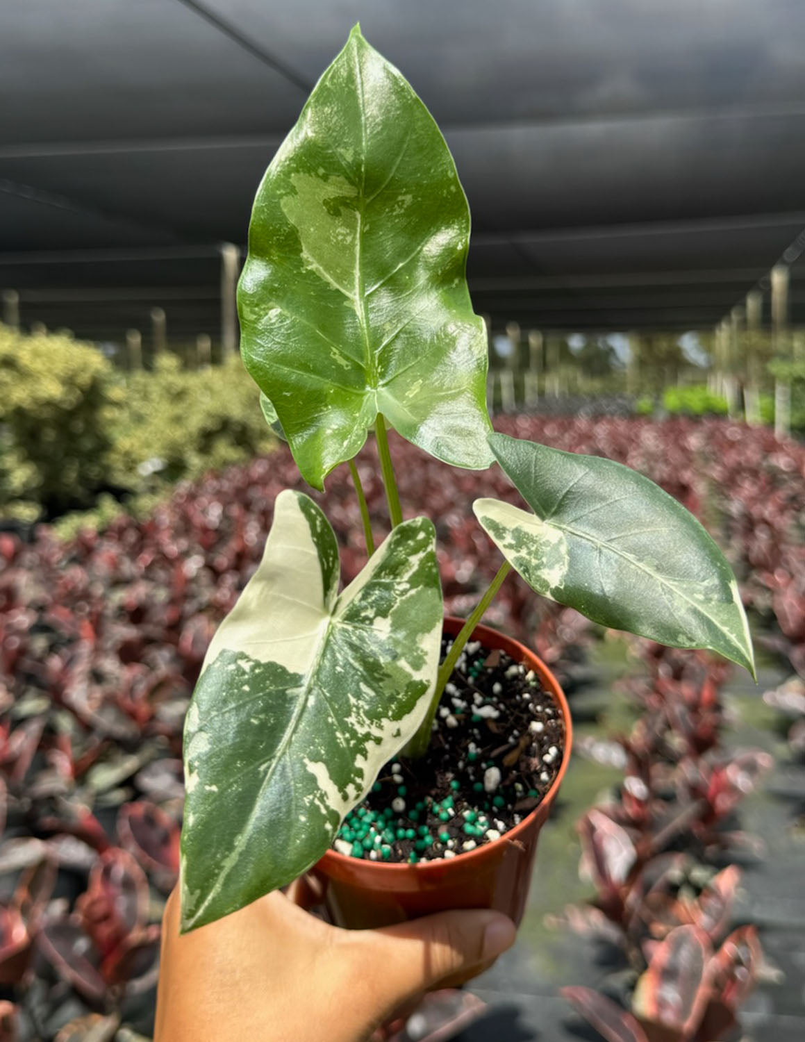 Alocasia Macrorrhiza Variegated