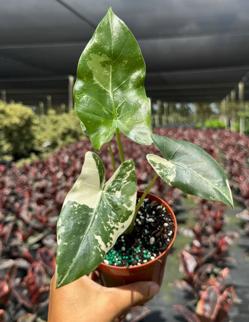 Alocasia Macrorrhiza Variegated