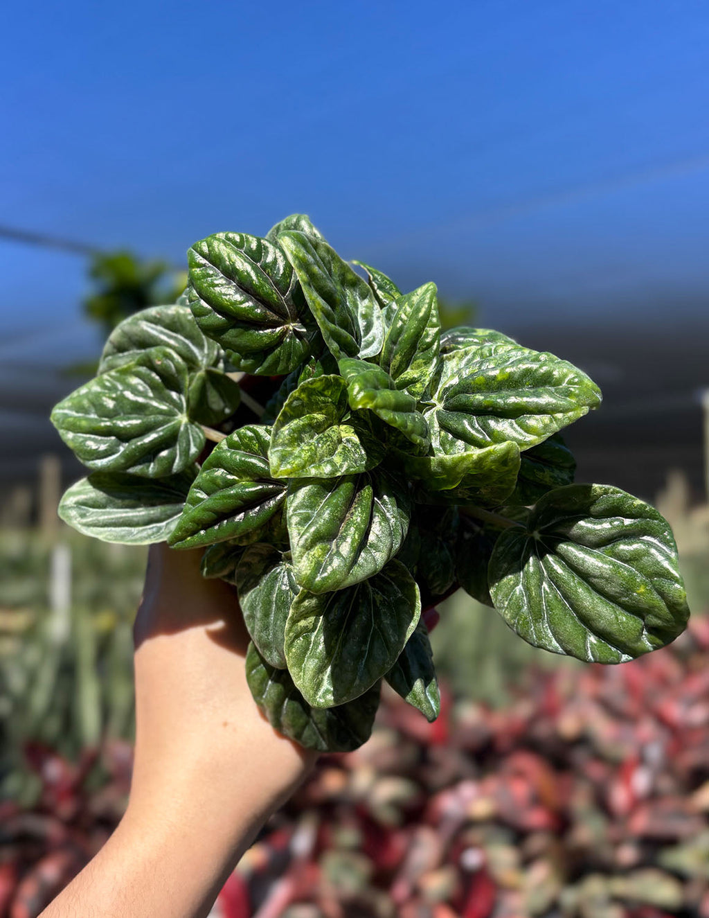 Peperomia Caperata Buenos Aires