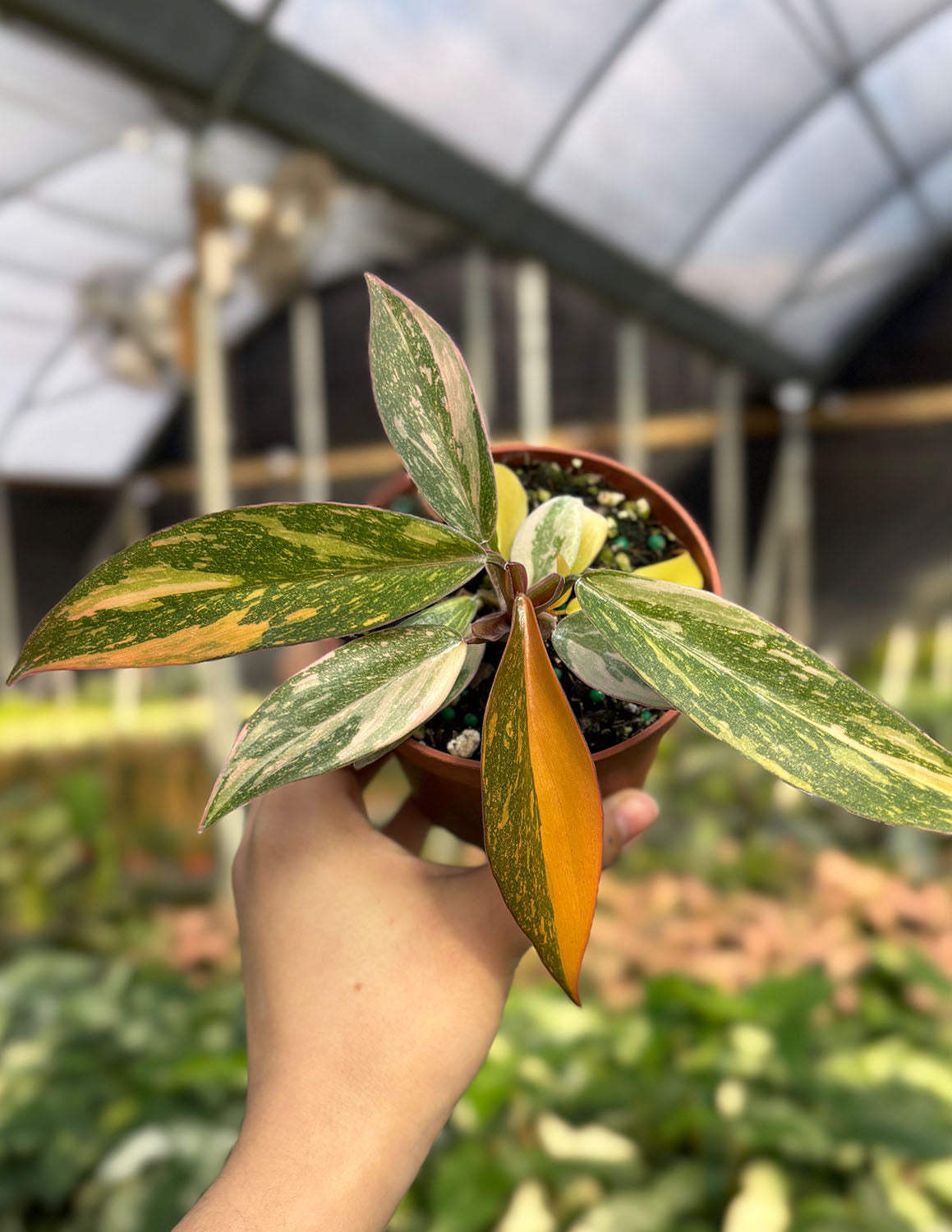 Philodendron Orange Princess
