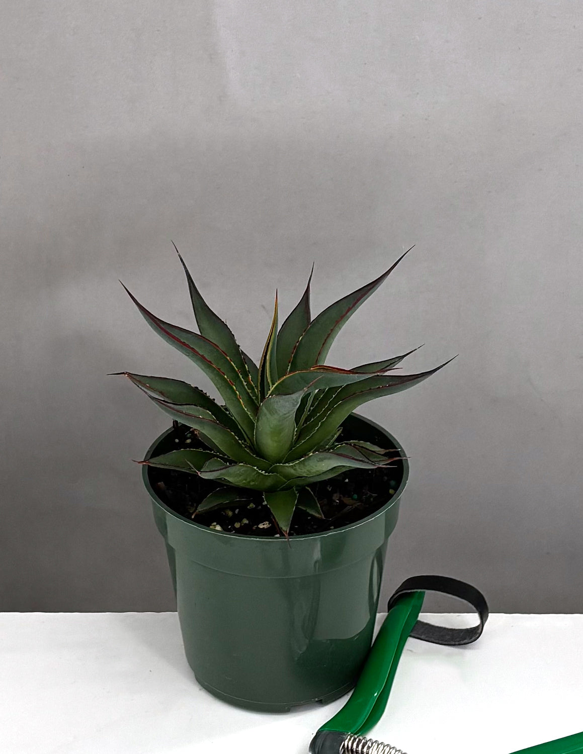 Agave Blue Glow - Plant Proper - 4" Pot