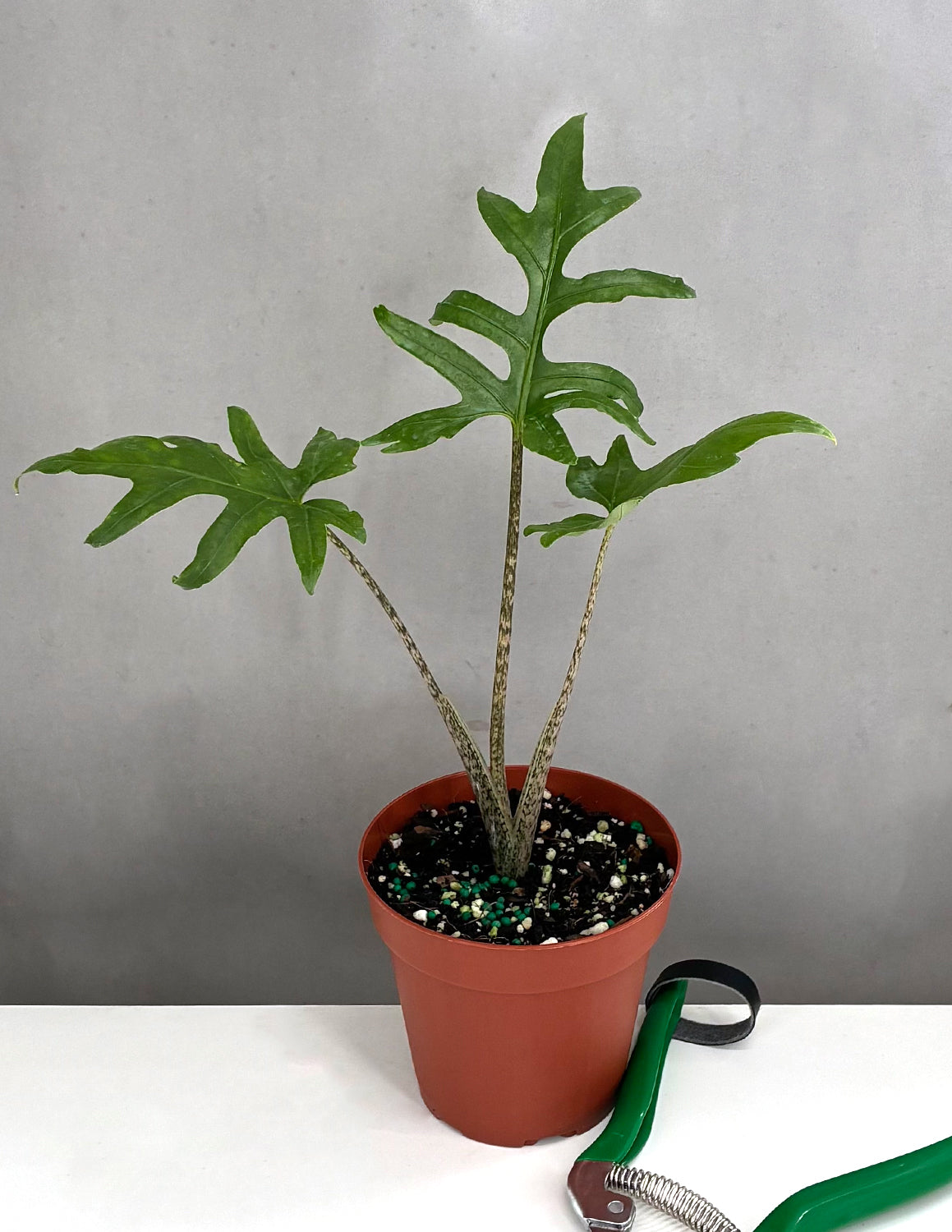 Alocasia Brancifolia - Plant Proper - 4" Pot