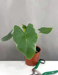 Plant Proper - Alocasia Macrohrriza - 4"pot
