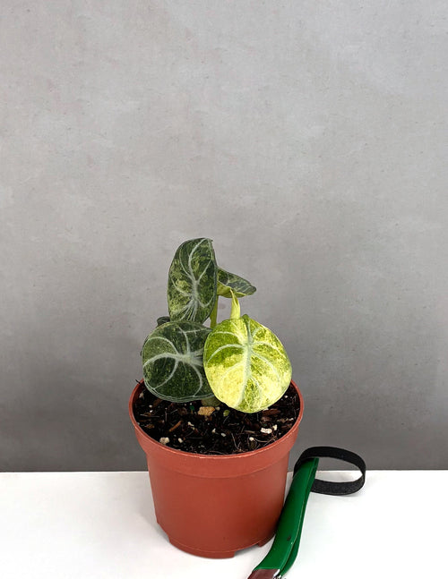 Alocasia Ninja Tricolor- Plant Proper - 4" Pot