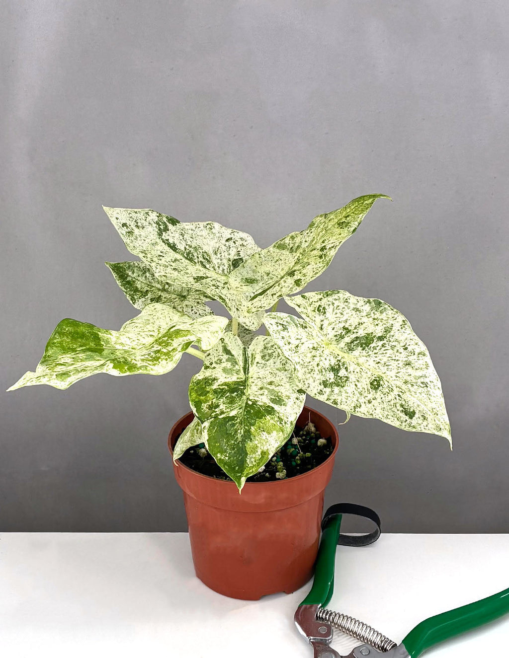 Alocasia Odora Batik - Plant Proper - 4" Pot