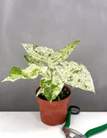 Alocasia Odora Batik - Plant Proper - 4" Pot