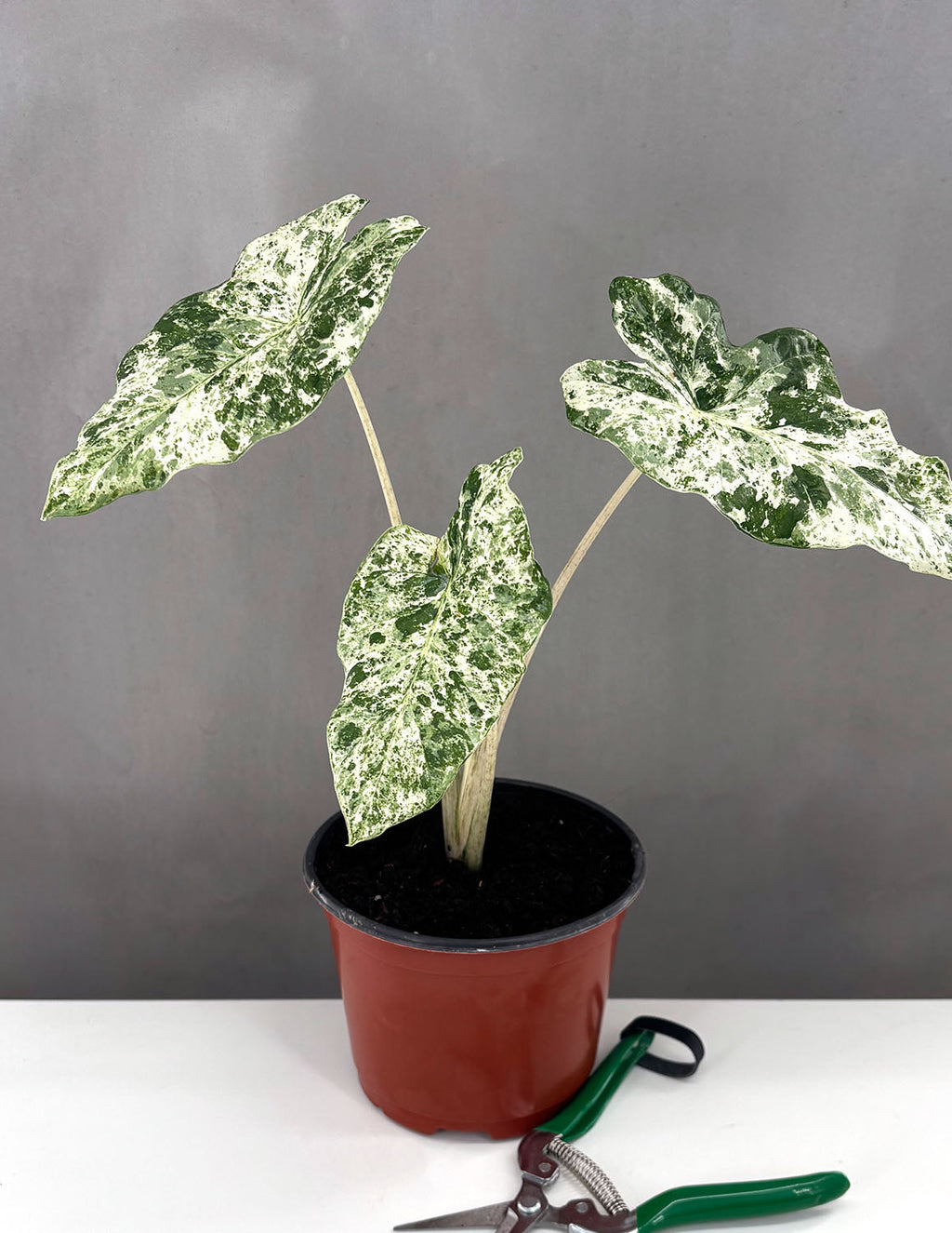 Alocasia Odora Batik - Plant Proper - 6" Pot
