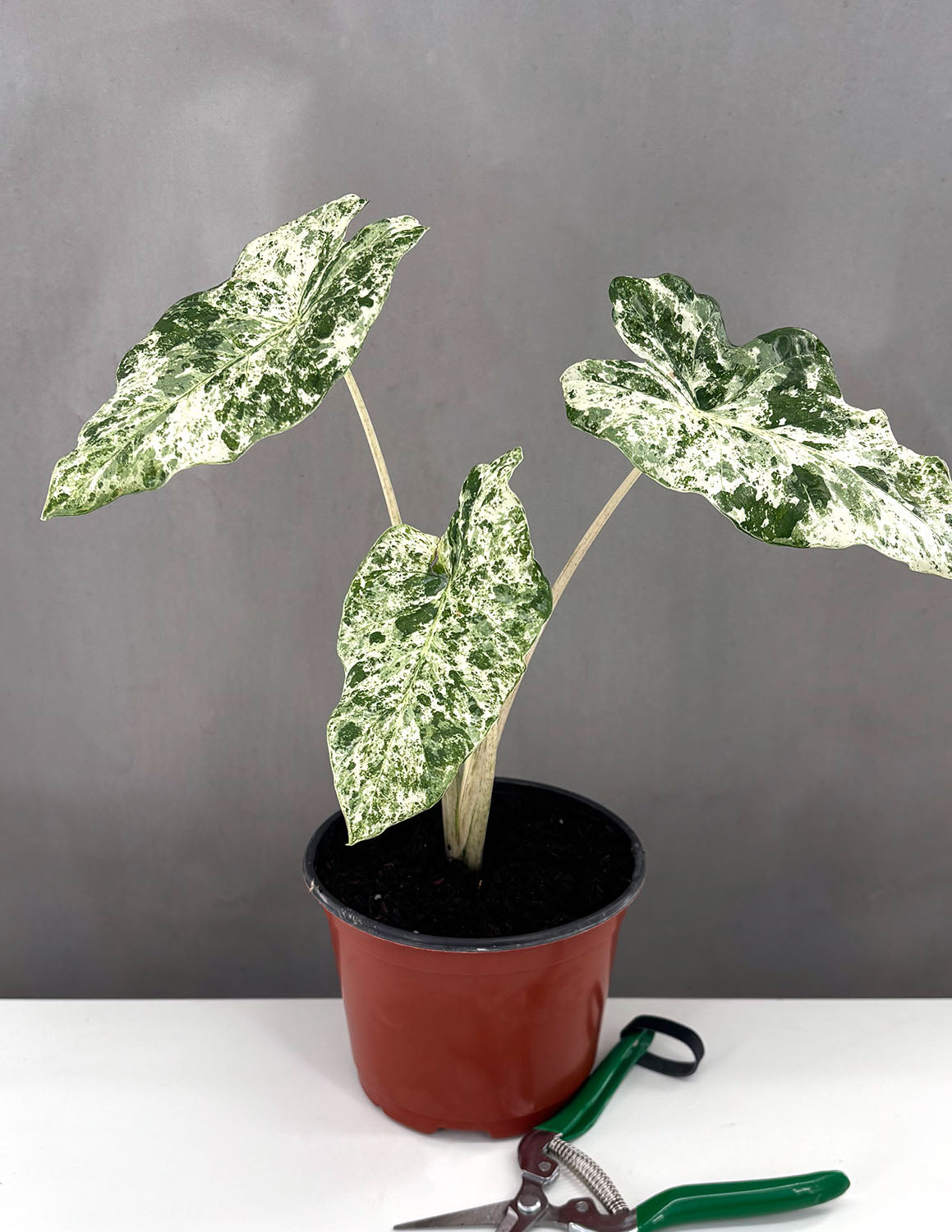 Alocasia Odora Batik - Plant Proper - 6" Pot
