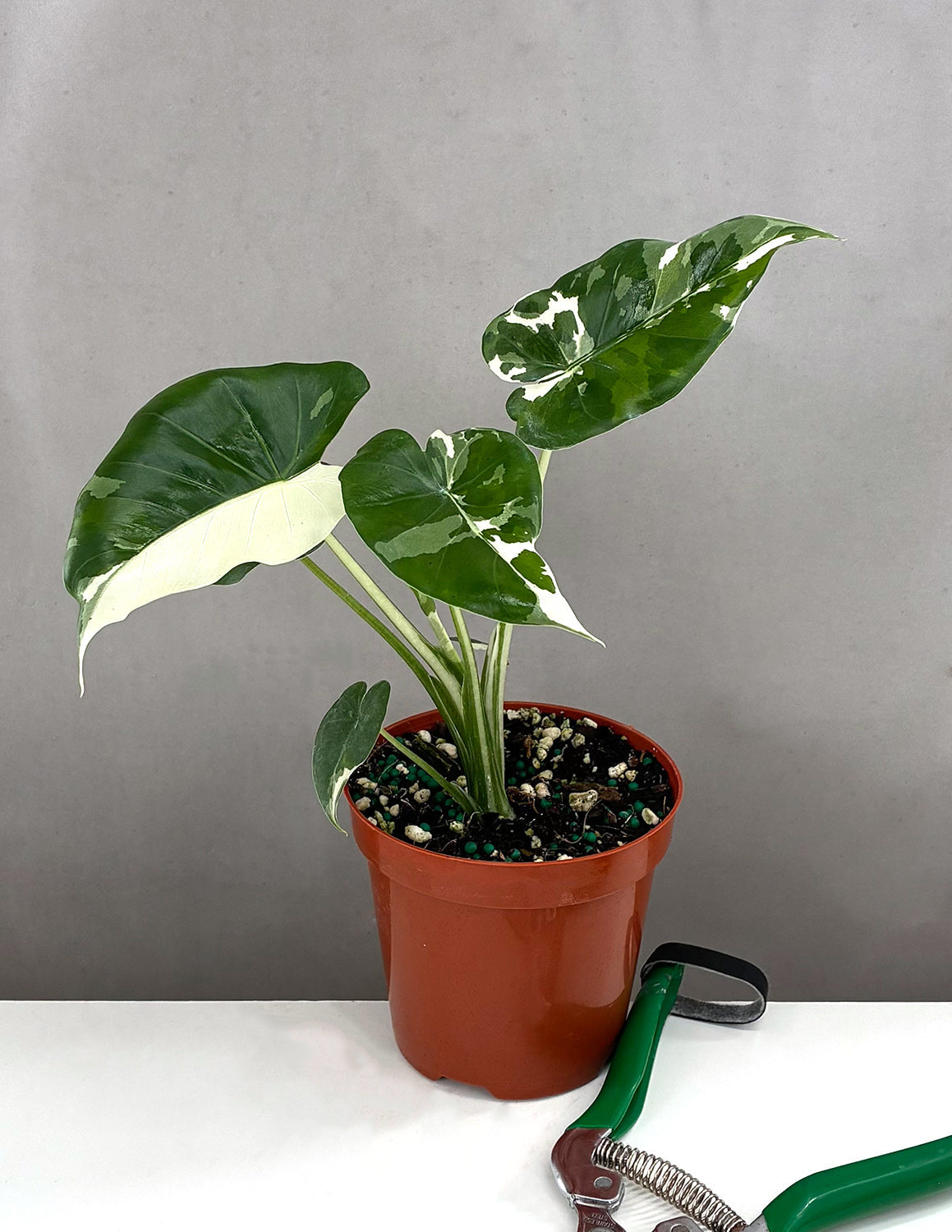 Alocasia Okinawa Silver - Plant Proper - 4" Pot