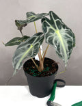 Alocasia Venom - Plant Proper - 4" Pot