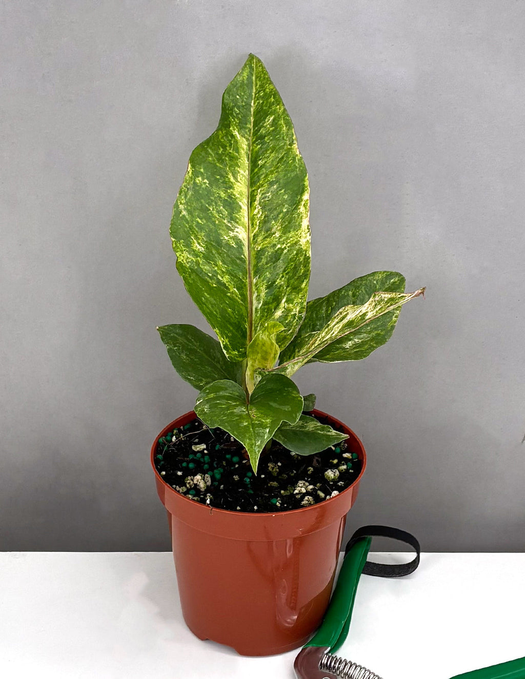 Anthurium Hookeri Variegated  - Plant Proper - 4" Pot