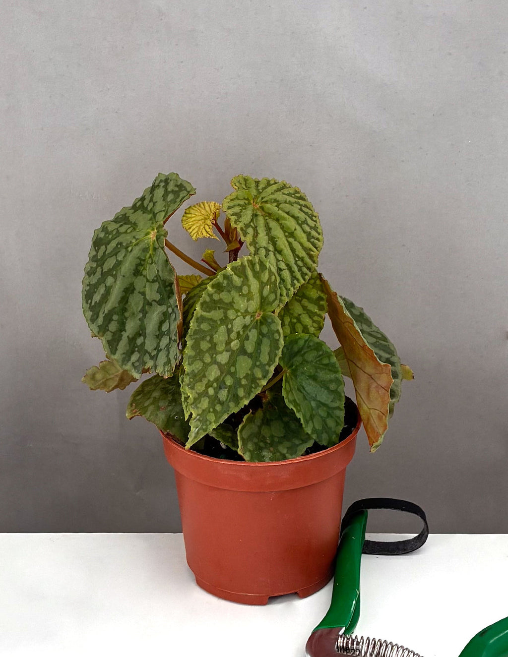 Begonia Chlorosticta  - Plant Proper - 3.5" Pot