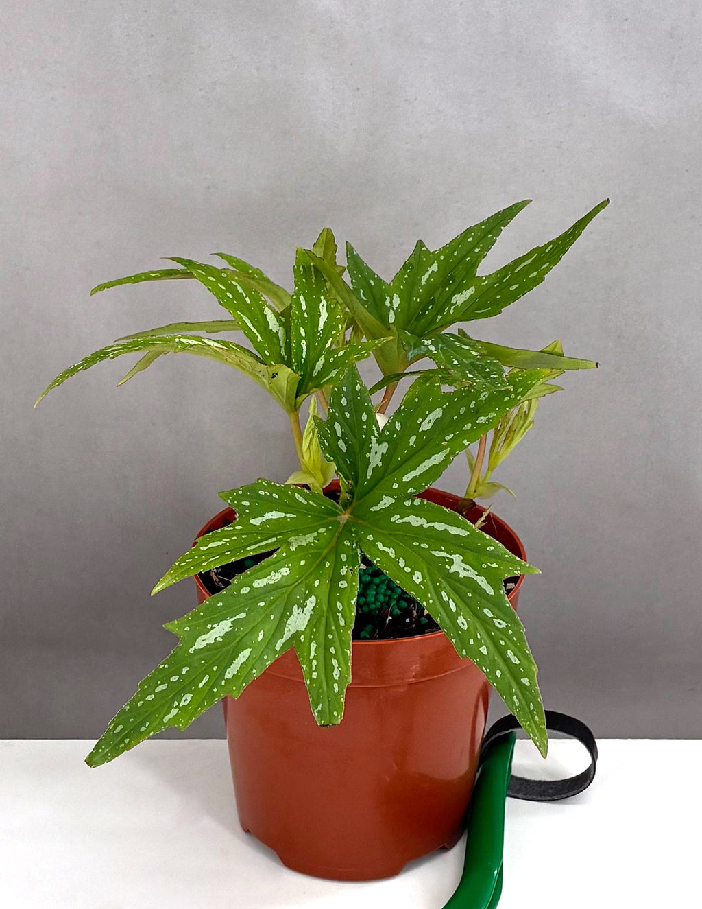 Begonia Kimby - Plant Proper - 4" Pot