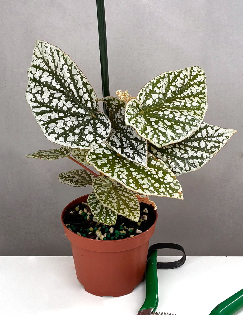 Begonia Snow Capped - Plant Proper - 3.5" Pot