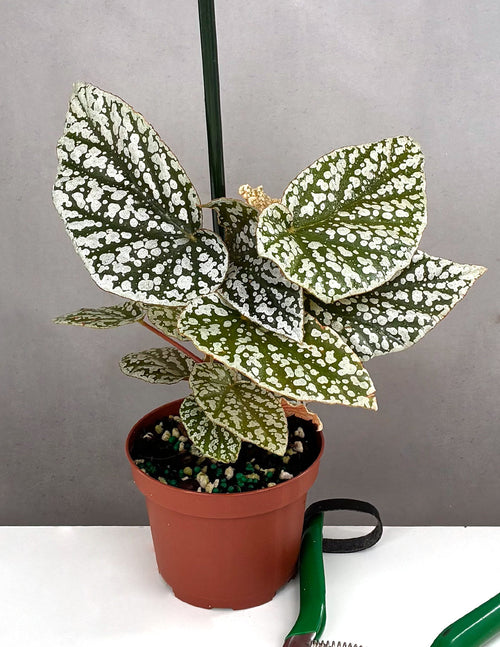 Begonia Snow Capped - Plant Proper - 3.5" Pot