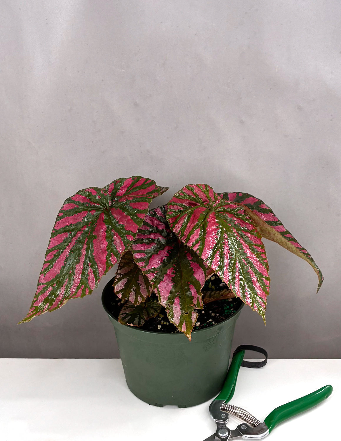 Begonia Brevirimosa Exotica - Plant Proper - 6" Pot