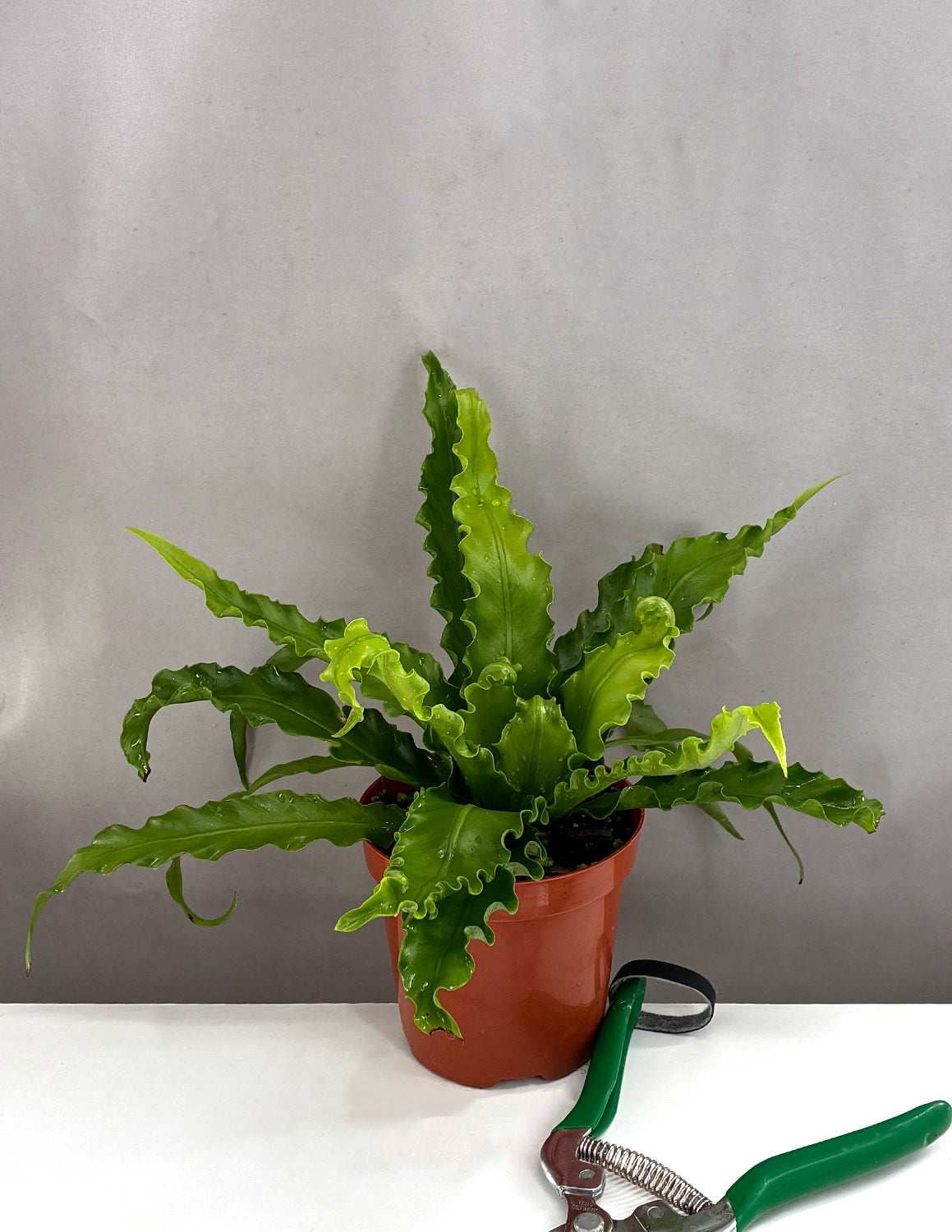 Bird's Nest Fern - Plant Proper - 4" Pot