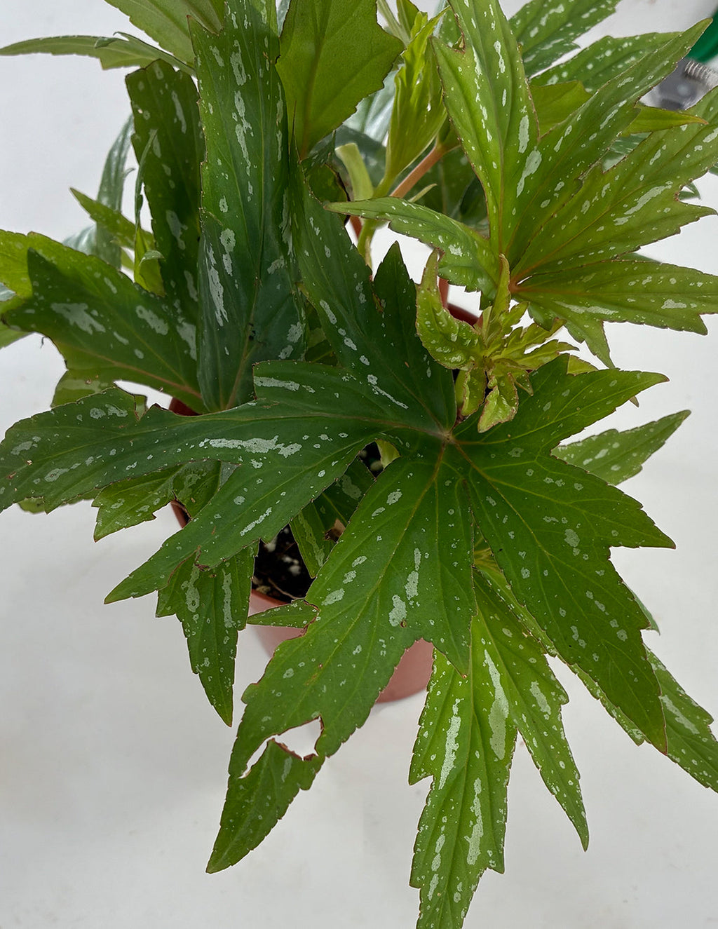 Begonia Kimby