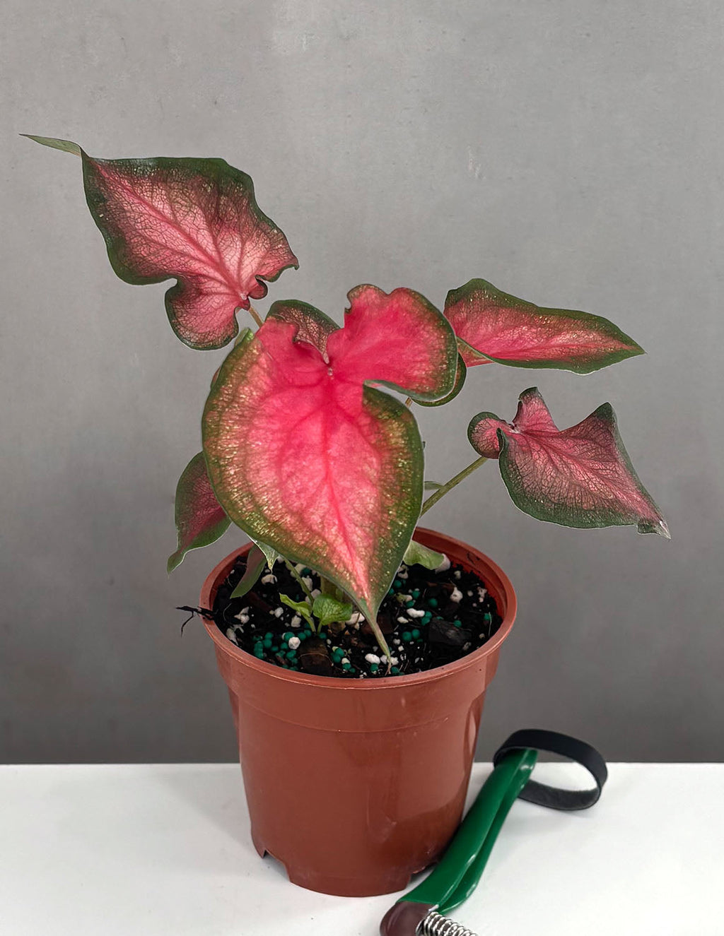 Caladium Fairytale Princess - Plant Proper - 4" Pot