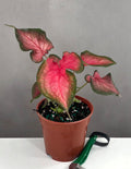 Caladium Fairytale Princess - Plant Proper - 4" Pot