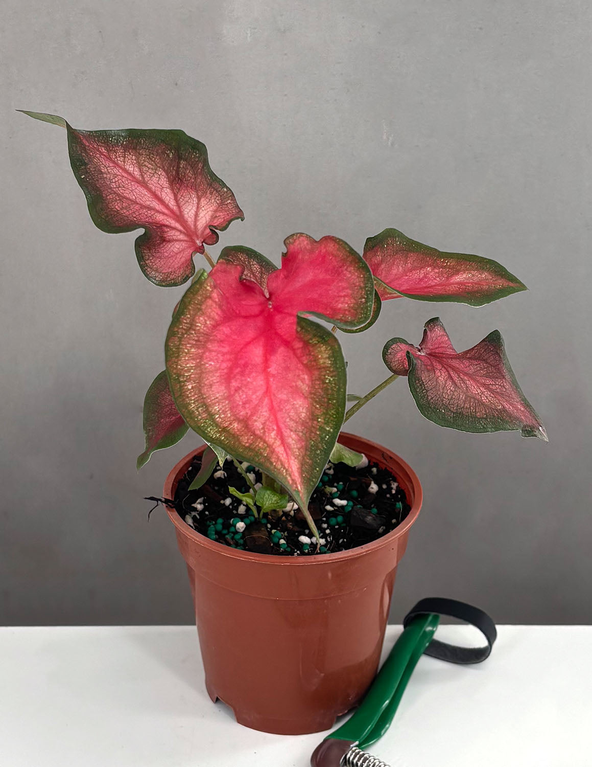 Caladium Fairytale Princess - Plant Proper - 4" Pot