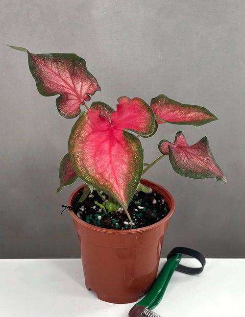 Caladium Fairytale Princess - Plant Proper - 4" Pot