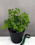 China Doll Plant