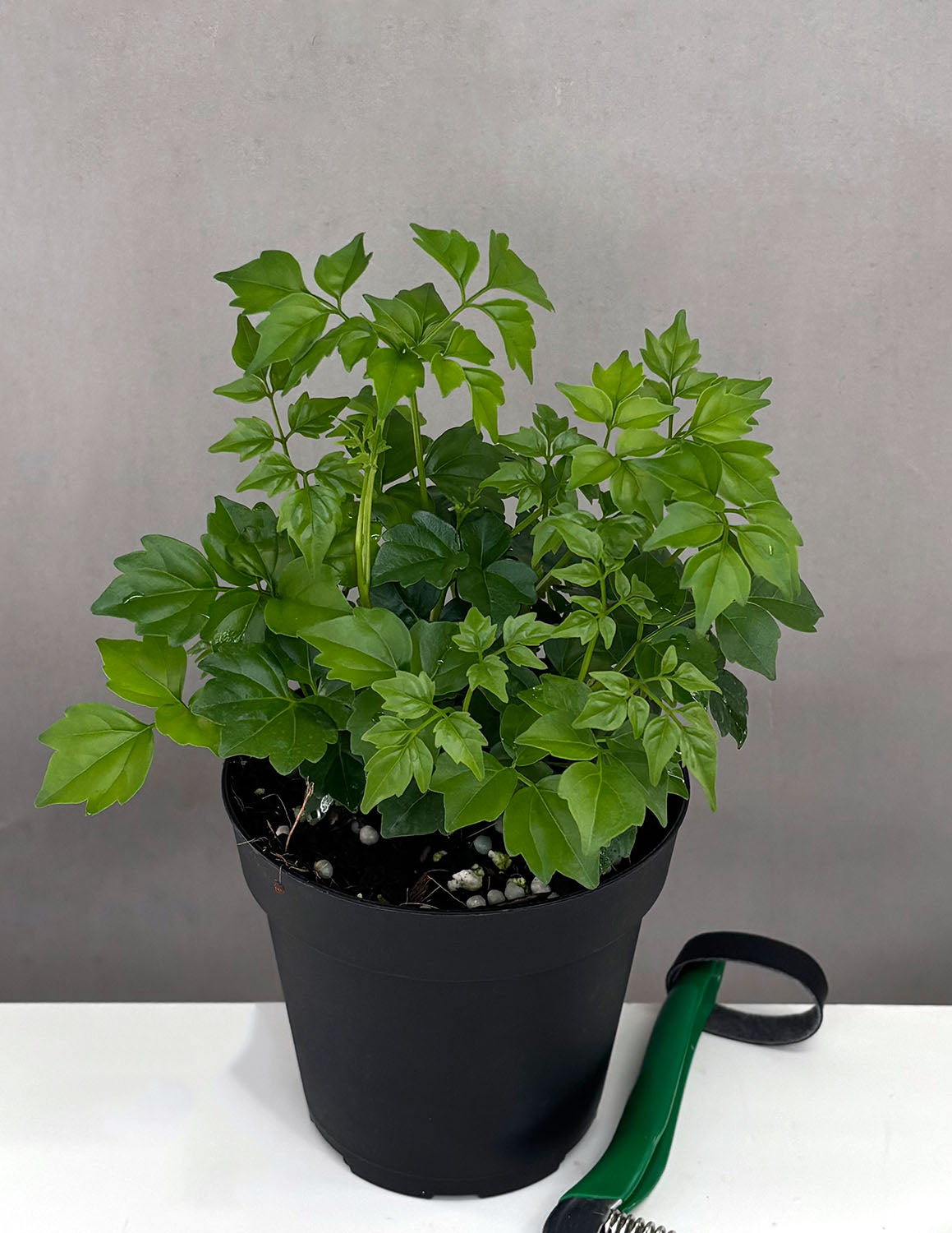 China Doll Plant
