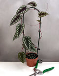 Cissus Discolor - Plant Proper - 3.5" Hoop