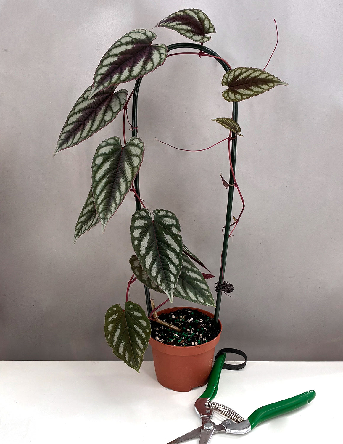 Cissus Discolor - Plant Proper - 3.5" Hoop